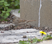 Lincolns Sparrow 7845